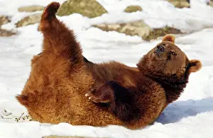 Roll: European Brown BEAR