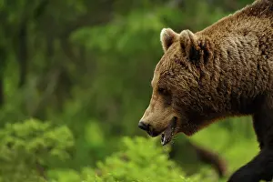 Saliva: European Brown Bear