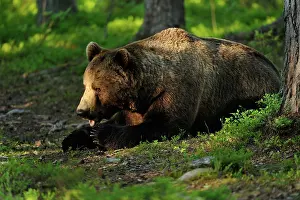 Claws: European Brown Bear
