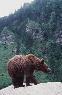 Pyrenees: EUROPEAN BROWN BEAR