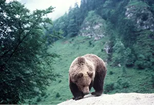 Pyrenees: EUROPEAN BROWN BEAR