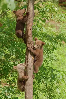 Romania: European Brown Bear