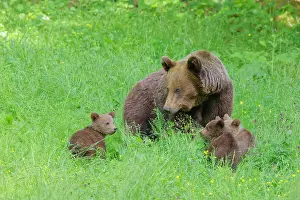Romania: European Brown Bear