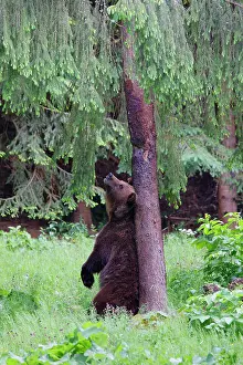 Romania: European Brown Bear