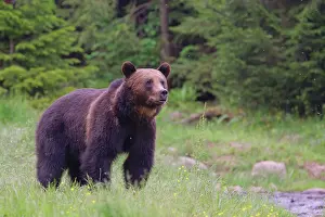 Romania: European Brown Bear