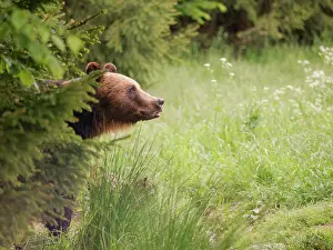 Romania: European Brown Bear