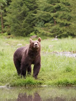 Romania: European Brown Bear