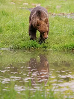 Romania: European Brown Bear