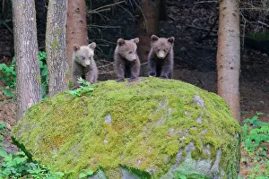 Romania: European Brown Bear