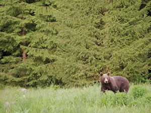 Romania: European Brown Bear