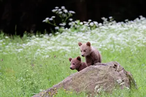 Romania: European Brown Bear