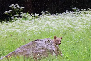 Romania: European Brown Bear