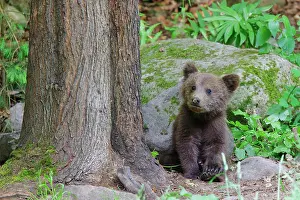 Romania: European Brown Bear