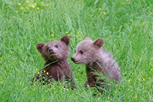 Romania: European Brown Bear