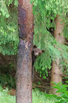 Romania: European Brown Bear
