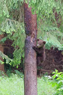 Romania: European Brown Bear