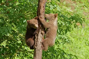 Romania: European Brown Bear