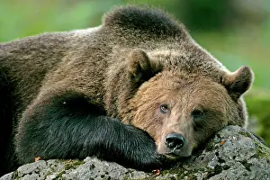Steffen & Alexandra Sailer: European Brown Bear