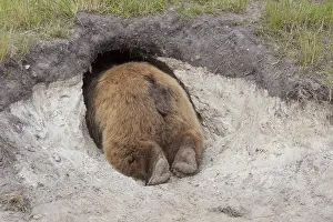 150518: European Brown Bear - adult bear looking in its den - Sweden
