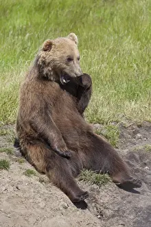 150518: European Brown Bear - adult bear - Sweden