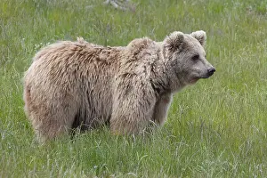 150518: European Brown Bear - adult bear - Sweden