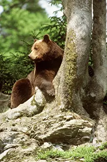 Base: European BROWN BEAR - at base of tree trunk