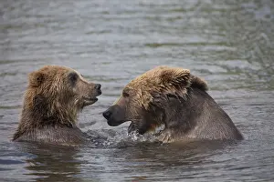 150518: European Brown Bear - two bears fighting in water - Sweden