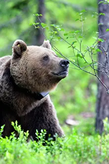 Radio: European Brown Bear - with collar