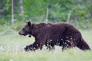 Radio: European Brown Bear - with collar