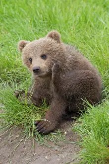 Scratching: European Brown Bear cub