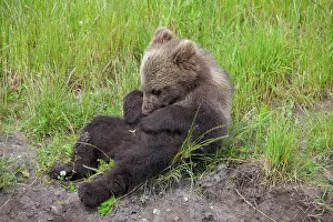 Sunbathing: European Brown Bear cub