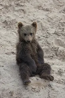 Sunbathing: European Brown Bear cub