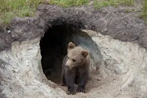 Burrows: European Brown Bear cub standing at entrance to den