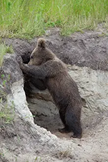 Burrows: European Brown Bear cub standing at entrance to den
