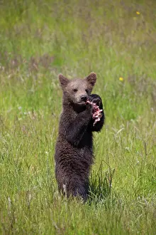 Karate: European Brown Bear cub standing upright and eating