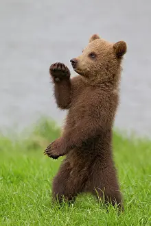 Karate: European Brown Bear cub standing upright in grass