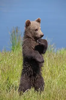 Karate: European Brown Bear cub standing upright in grass