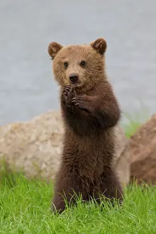 Karate: European Brown Bear cub standing upright in grass