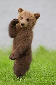 Karate: European Brown Bear cub standing upright in grass