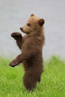 Karate: European Brown Bear cub standing upright in grass