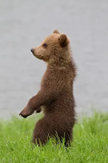 Karate: European Brown Bear cub standing upright in grass
