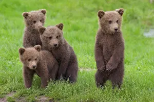 Picnic: European Brown Bear cubs