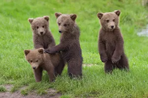 Picnic: European Brown Bear cubs