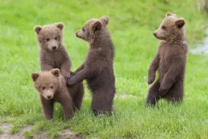 Picnic: European Brown Bear cubs