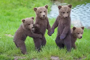 Picnic: European Brown Bear cubs