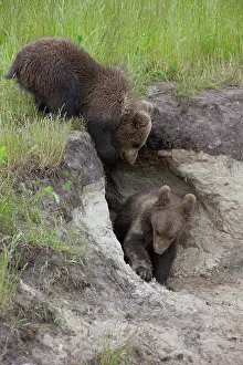 Burrows: European Brown Bear cubs standing in entrance to den