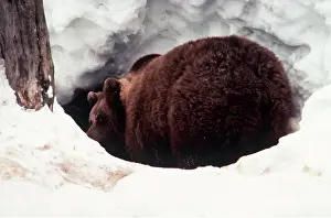 Digging: European BROWN BEAR - entering den in snow
