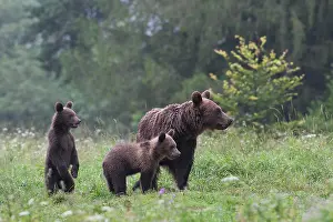 Clearing: European brown bear or Eurasian brown bear (Ursus