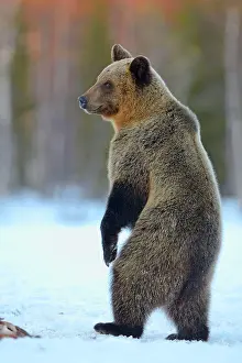 Finnish: European Brown Bear, european brown bears (Ursus