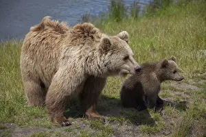 150518: European Brown Bear - female with a cub - Sweden